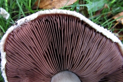 Gills