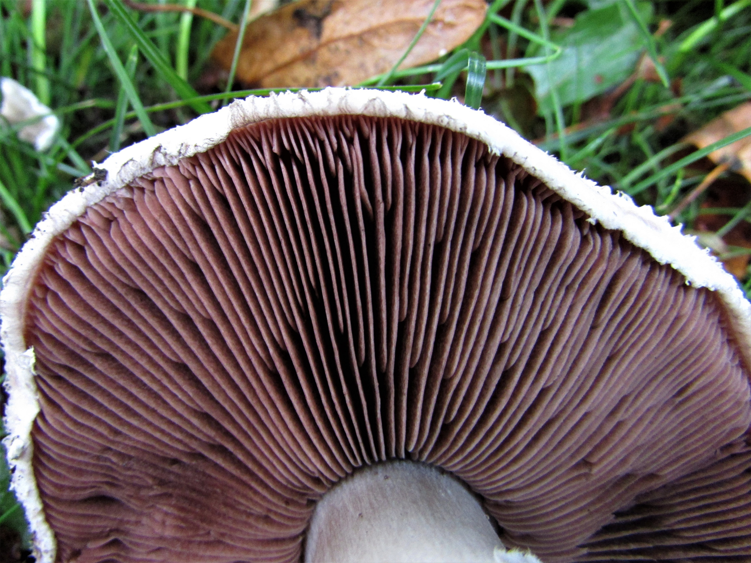 Field Mushroom