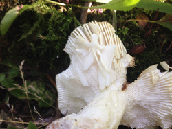 Flaked Gills Of A Russula