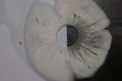 Spore Print