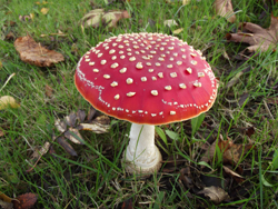 Fly Agaric, Amanita muscaria