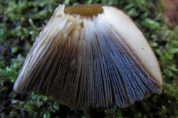 Gills