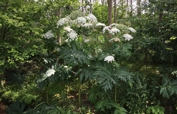 Giant Hogweed Identification