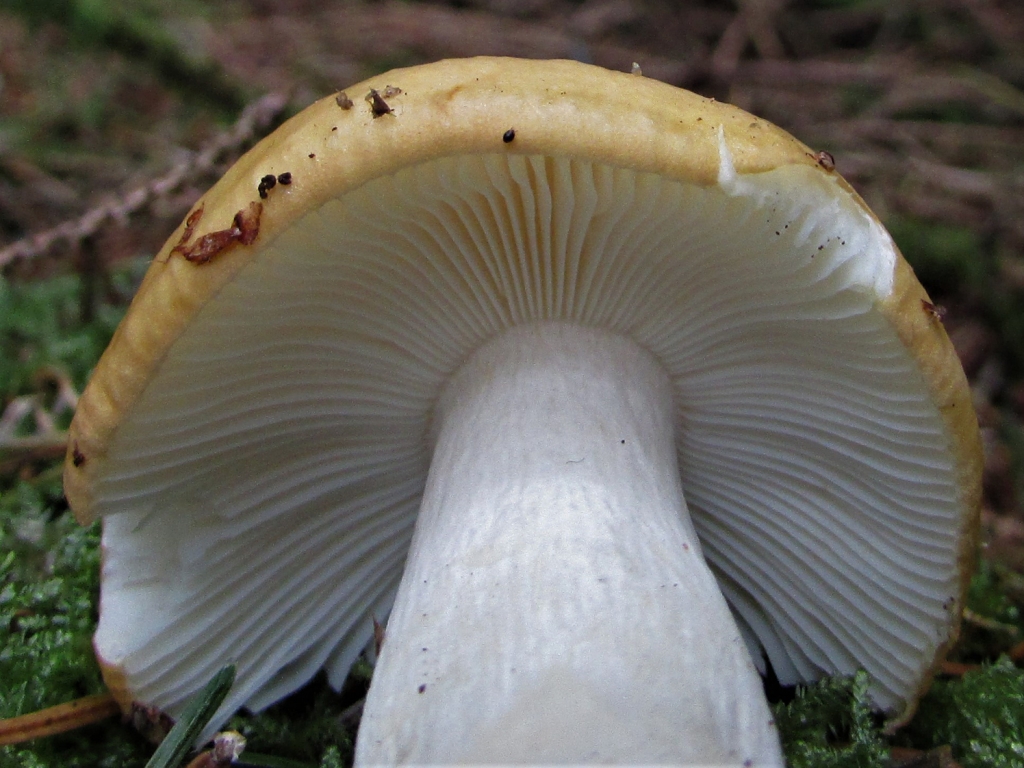 Geranium Brittlegill