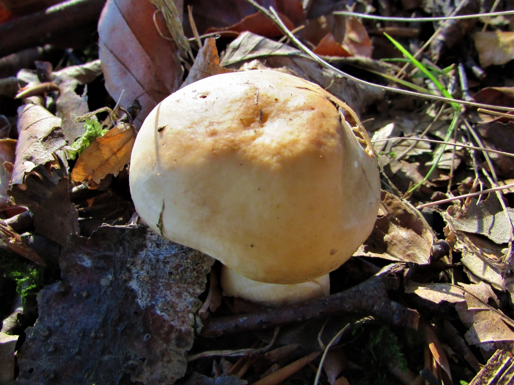 Geranium Scented Russula