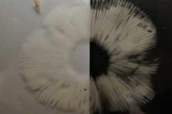 Spore Print