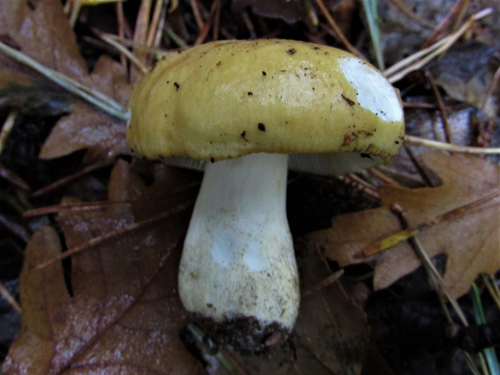 Geranium Scented Russula
