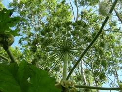 Giant Hogweed Flower