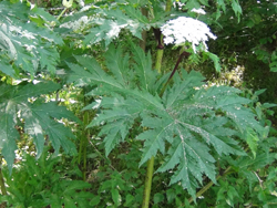 Giant Hogweed Leaves