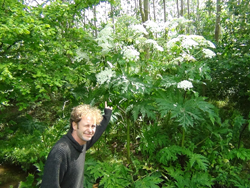 Giant Hogweed Size