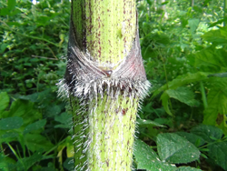 Giant Hogweed Stem