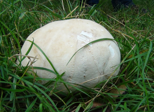 Giant Puffball, Calvetia gigantia
