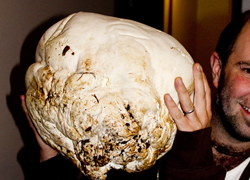 Giant Puffball, Calvatia gigantea