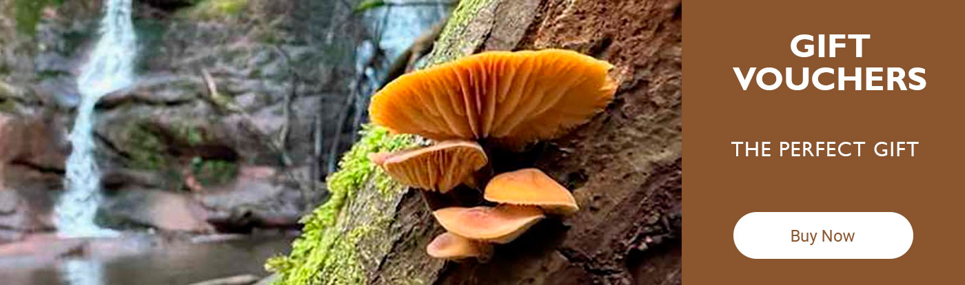 Wildfood Foraging Gift Vouchers