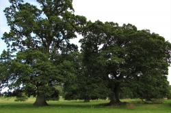 Habitat