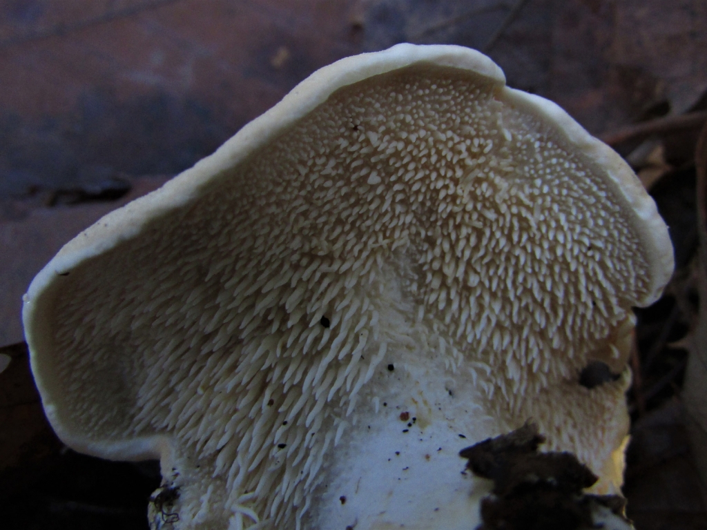 Hedgehog Fungus - Wild Food UK