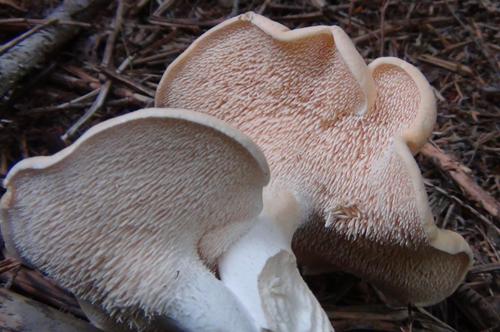 Hedgehog Fungus, Hydnum repandum