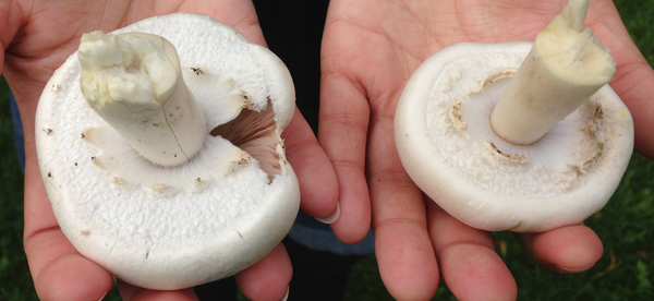 Horse Mushroom (left) Yellow Stainer (right)