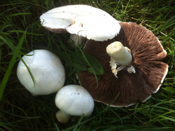 are edible mushrooms bad for dogs
