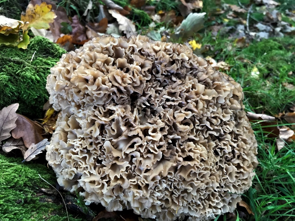 Cauliflower Fungus