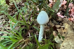 Destroying Angel