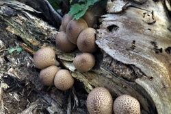 Stump Puffball