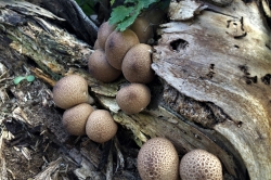 Stump Puffball