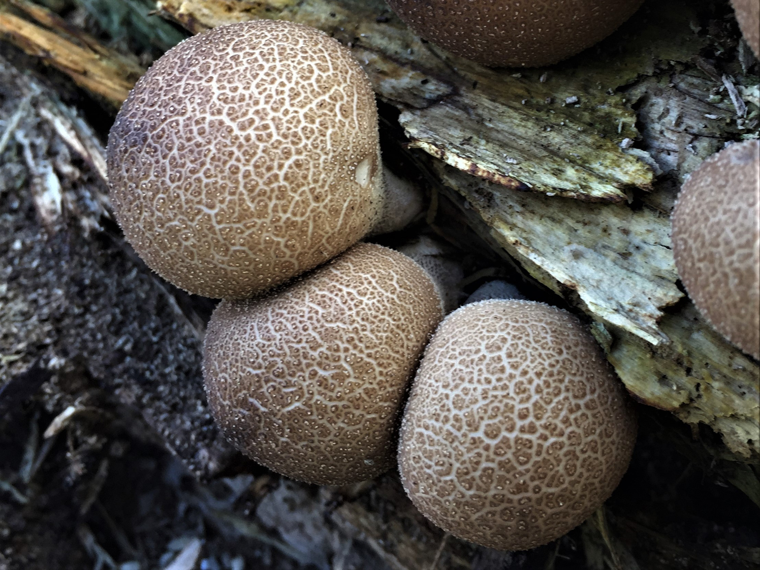 Puffball Images