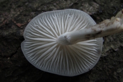Gills