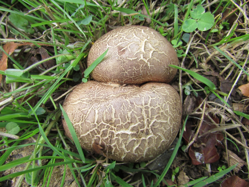 Common Earthball common-earthball