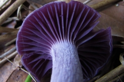 Gills