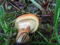 Bolete de alerce, Suillus grevillei