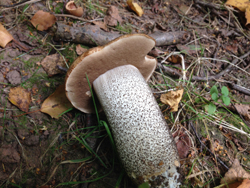 Leccinum scabrum, Brown Birch Bolete