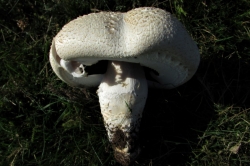 Macro Mushroom