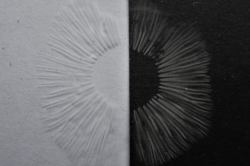 Spore Print