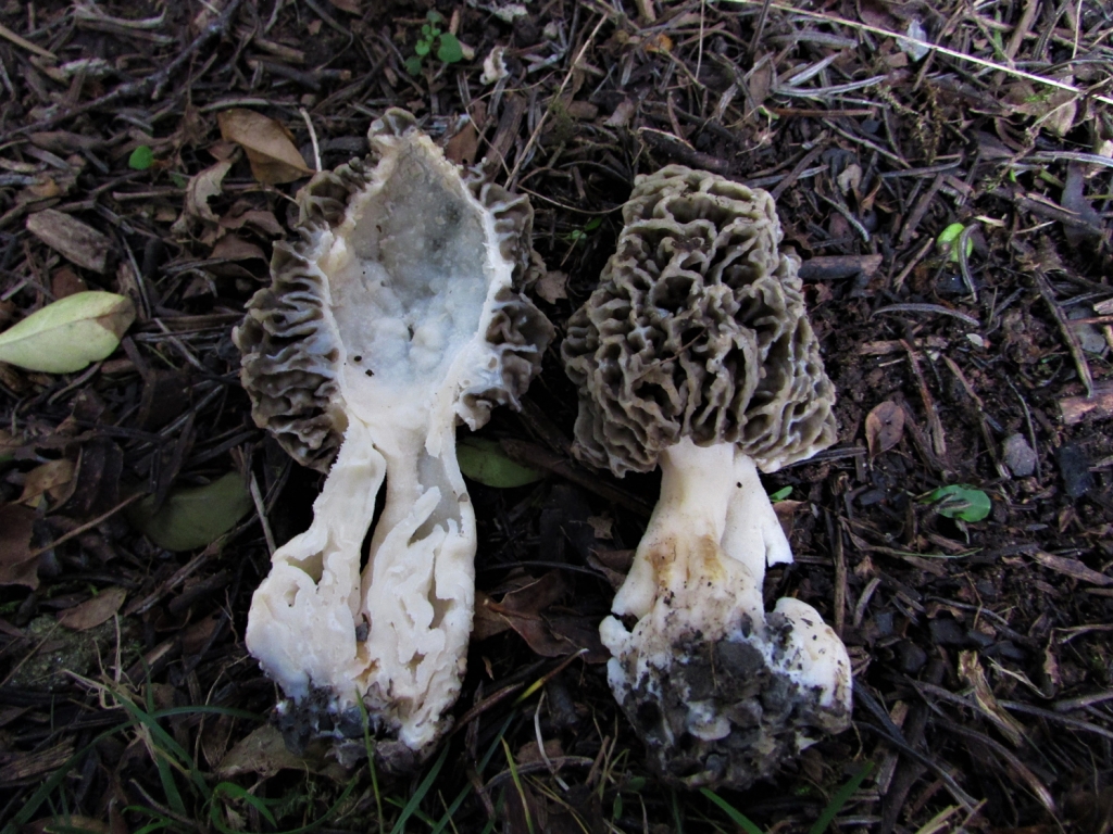 Common Morel