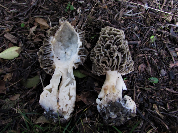 Common Morel