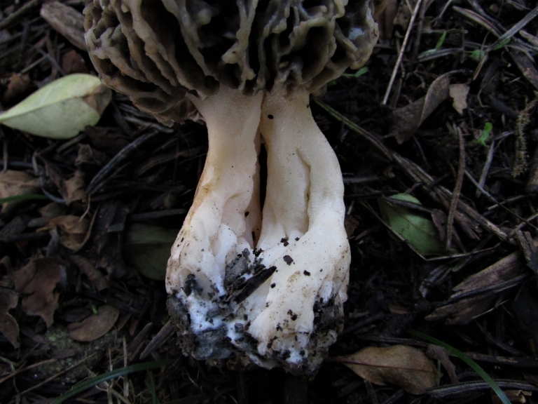 Common Morel