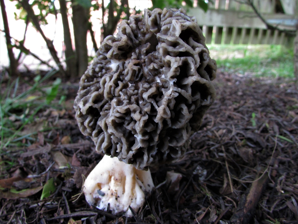 Common Morel
