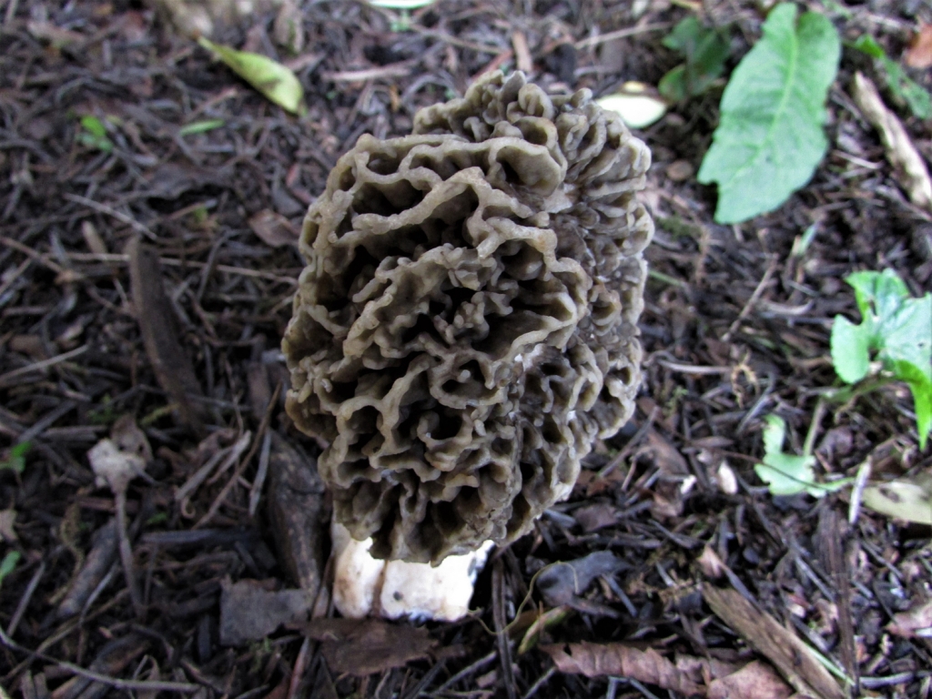 Common Morel