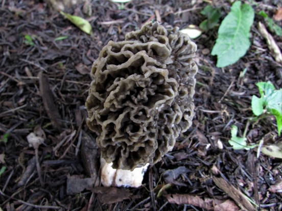 Common Morel