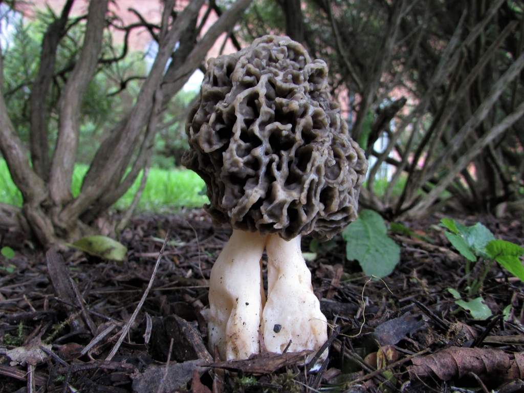 Common Morel