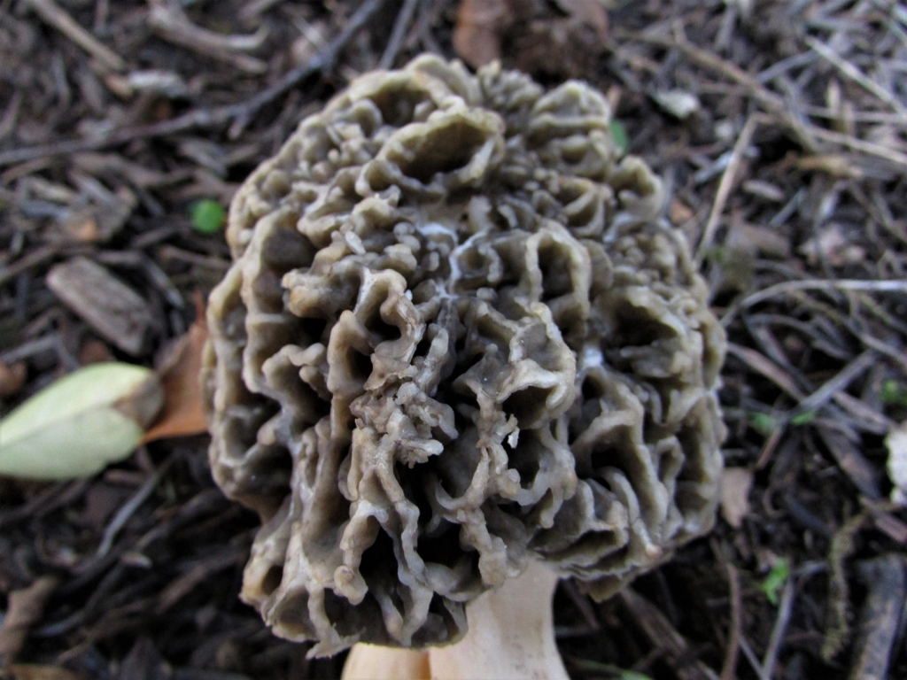 Common Morel