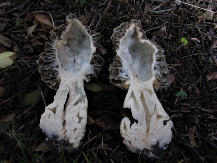 Common Morel
