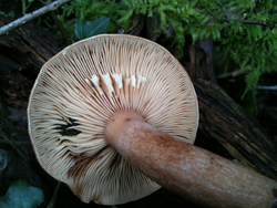 Oak Milk Cap, Lactarius quietus expressing a milk like substance