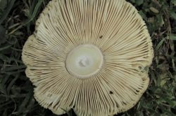 Gills