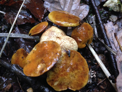 Parasitic Bolete, Boletus parasiticus