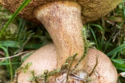 Stem