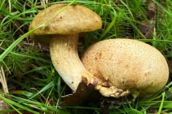 Parasitic Bolete