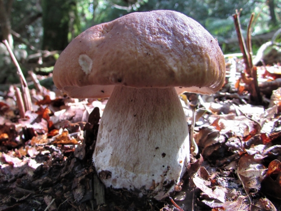 penny-bun-wild-food-uk